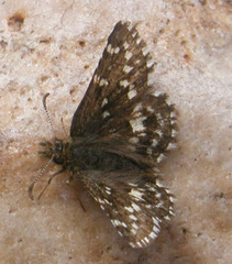 Pyrgus centaureae