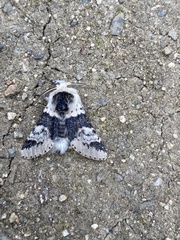 Furcula scolopendrina