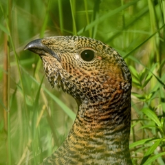 Tetrao urogalloides kamtschaticus