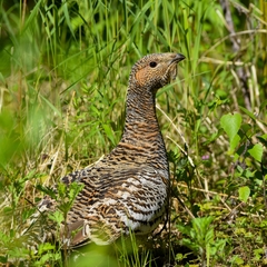 Tetrao urogalloides kamtschaticus