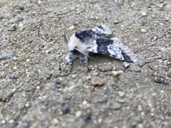 Furcula scolopendrina