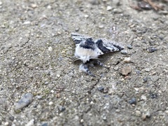 Furcula scolopendrina