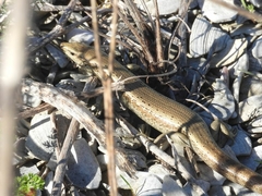 Oligosoma smithi