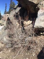 Physocarpus monogynus