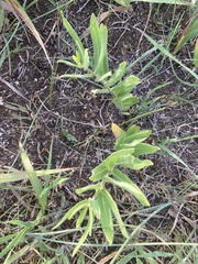 Asclepias lanuginosa