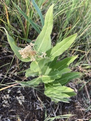 Asclepias lanuginosa