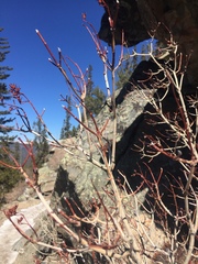 Physocarpus monogynus