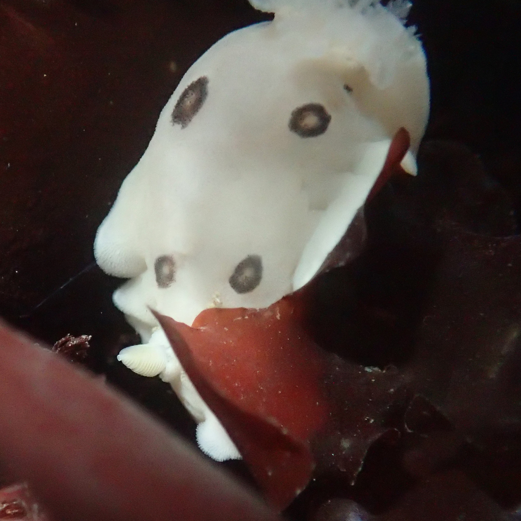 ringed doris