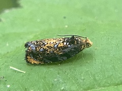 Olethreutes auricapitana