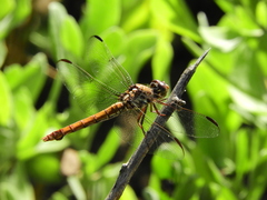 Orthemis ferruginea