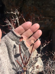 Physocarpus monogynus