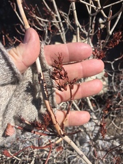 Physocarpus monogynus