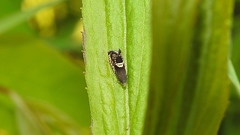 Grapholita interstinctana