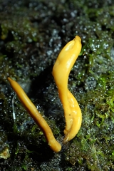 Clavariineae