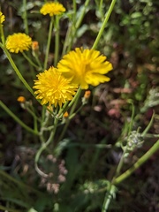 Crepis capillaris