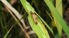 Cephaloon lepturides