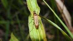 Cephaloon lepturides
