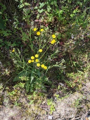 Crepis capillaris