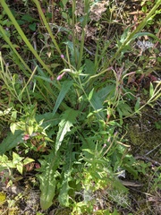 Crepis capillaris