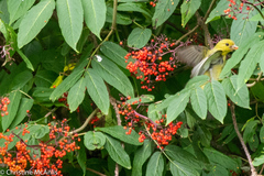 Piranga olivacea