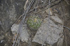 Echinofossulocactus sulphureus