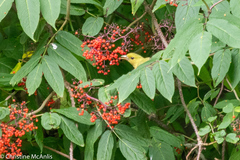 Piranga olivacea