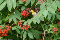 Piranga olivacea