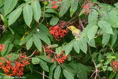 Piranga olivacea