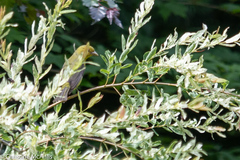Piranga olivacea