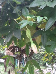 Image of Passiflora tarminiana