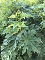 Napaea dioica