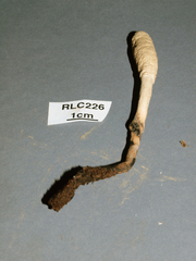 Ophiocordyceps melolonthae