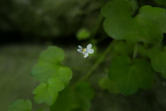 Cymbalaria muralis