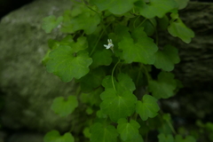 Cymbalaria muralis
