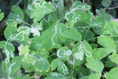 Phytomyza aquilegivora