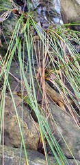 Cyperus gymnocaulos