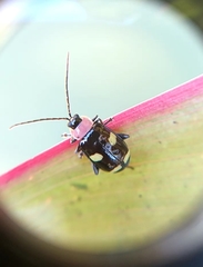 Omophoita peruviana