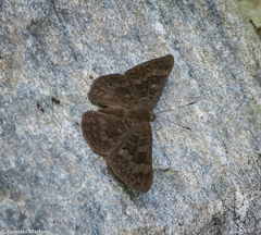 Emesis ocypore zelotes