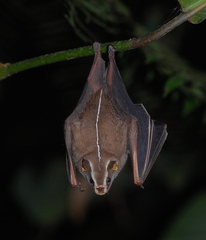 Vampyrodes caraccioli