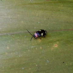 Omophoita peruviana