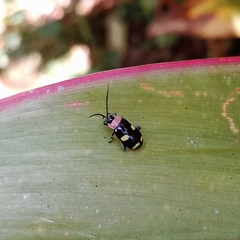 Omophoita peruviana