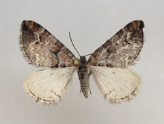 Enchoria lacteata