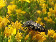 Acmaeodera rubronotata