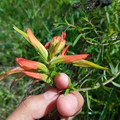 Castilleja tenuiflora