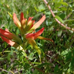 Castilleja tenuiflora