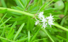 Asparagus aethiopicus