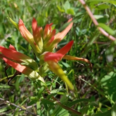 Castilleja tenuiflora