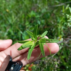 Castilleja tenuiflora