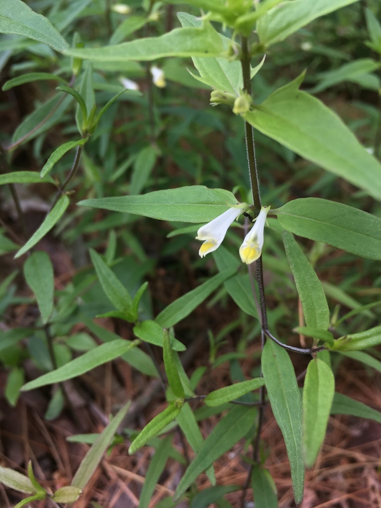 narrowleaf cow wheat