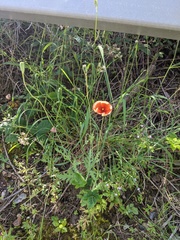 Papaver dubium